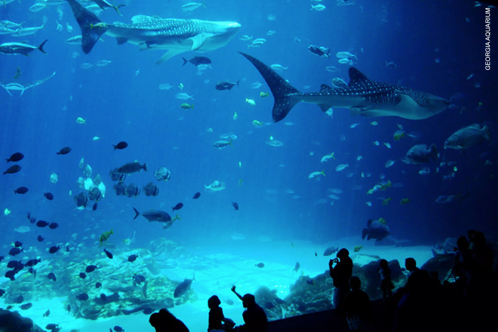 Whale sharks